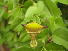 Aristolochia birostris