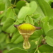 Aristolochia birostris - Photo (c) Marcondes Oliveira, some rights reserved (CC BY-NC), uploaded by Marcondes Oliveira