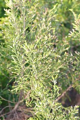 Passerina rigida