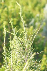 Passerina rigida