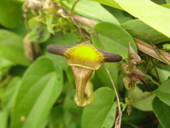 Aristolochia birostris