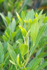 Allophylus natalensis