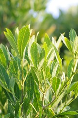 Allophylus natalensis