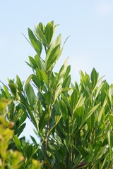 Allophylus natalensis