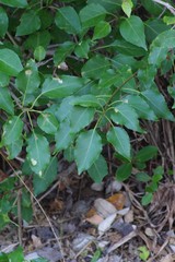 Cordia caffra