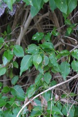 Cordia caffra