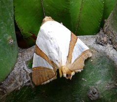 Eulepidotis rectimargo