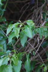 Cordia caffra
