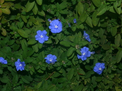 Evolvulus glomeratus