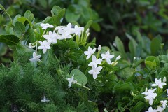Jasminum angulare