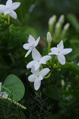 Jasminum angulare
