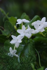 Jasminum angulare