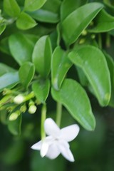 Jasminum angulare