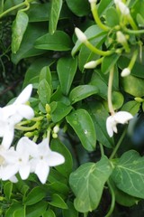 Jasminum angulare