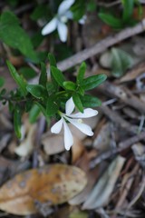 Turraea obtusifolia
