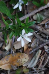 Turraea obtusifolia