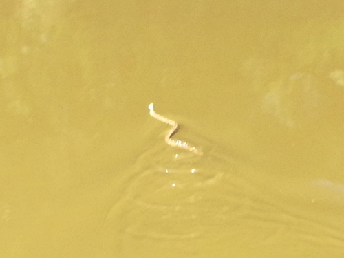 Vodene zmije (Natrix)