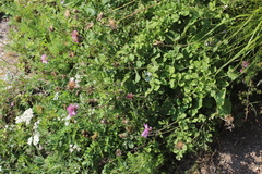 Psephellus salviifolius