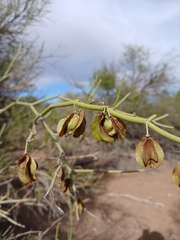 Bulnesia retama, photograph (c) Bruno Alzugaray, some rights reserved (CC BY-SA)
