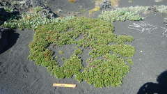 Salix berberifolia kamtschatica