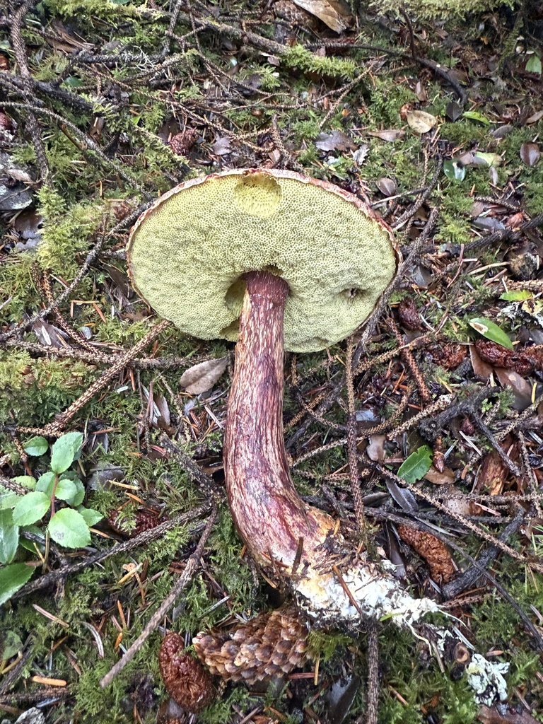 Aureoboletus mirabilis · November 2025 · photo: © thehyphaemovement (iNaturalist, cc-by-nc)