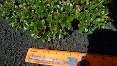 Salix berberifolia kamtschatica