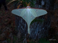 Actias neidhoeferi