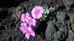 Dianthus repens