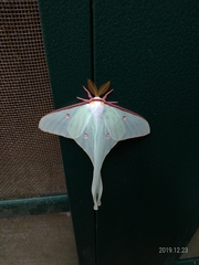 Actias neidhoeferi