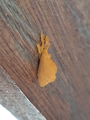 Dalceridae