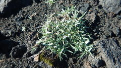 Dianthus repens