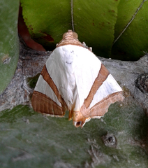 Eulepidotis rectimargo