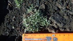 Dianthus repens