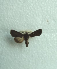 Apamea impulsa