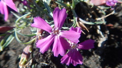 Dianthus repens