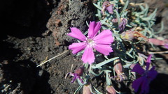 Dianthus repens