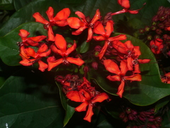 Ixoroideae