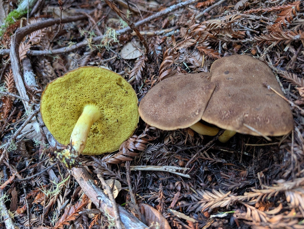 Xerocomus subtomentosus · October 2025 · photo: © kueda (iNaturalist, cc0)