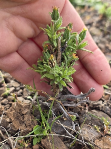 Mountain Tarweed (Madia glomerata)