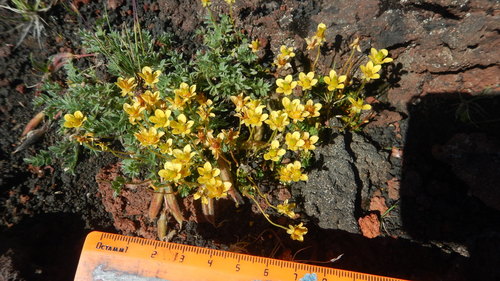 Image of Thymeleaf Saxifrage (Saxifraga serpyllifolia) by (c) Сергей Крыленко, some rights reserved (CC BY)
