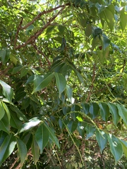 Zanthoxylum leprieurii