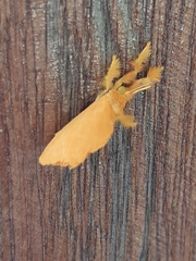 Dalceridae