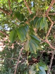 Zanthoxylum leprieurii