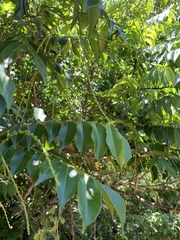 Zanthoxylum leprieurii