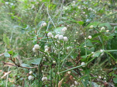 Galium latoramosum