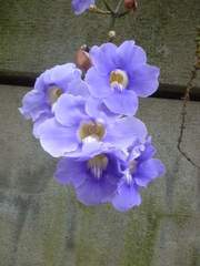 Thunbergia grandiflora
