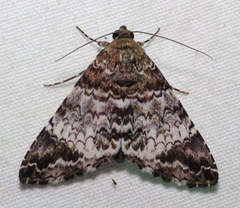 Coenipeta damonia