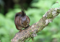 Sciurus pucheranii
