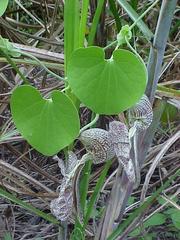 Aristolochia labiata