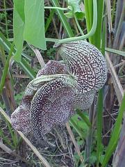 Aristolochia labiata